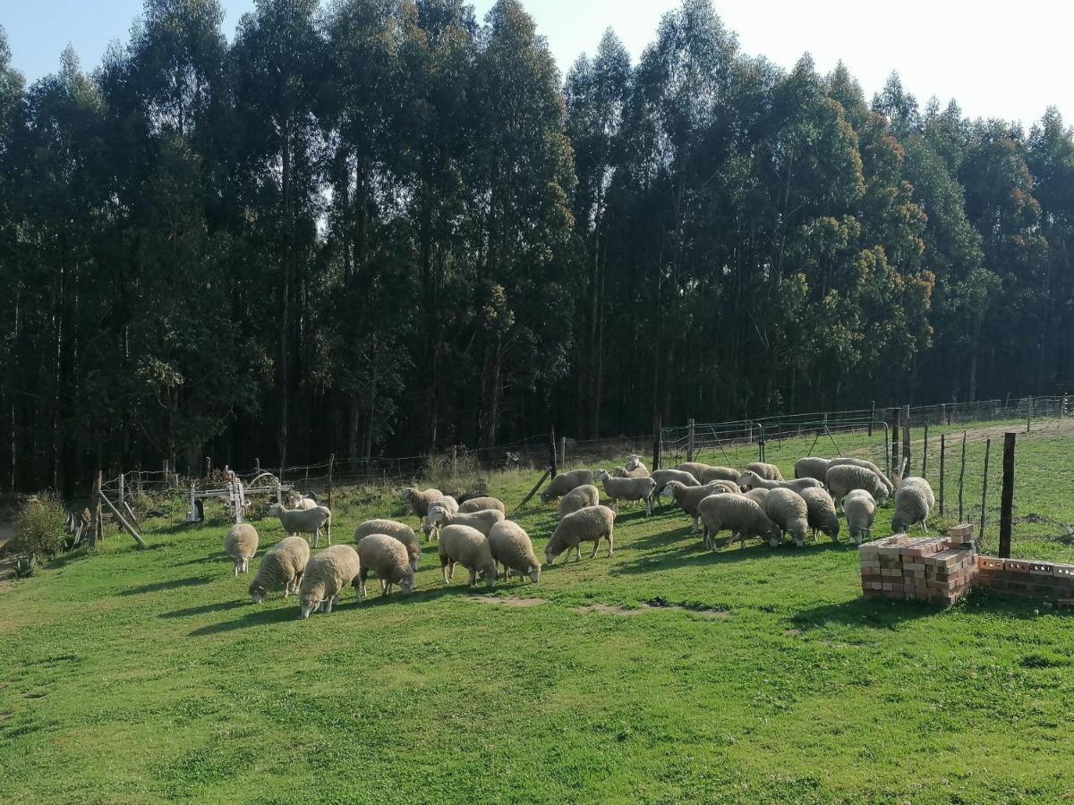 Rocks & Roses Farm Stay Lochiel Exterior foto